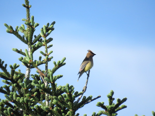 Cedar Waxwing by Seth Inman - La Paz Group