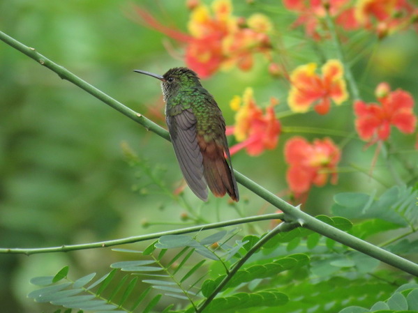 Rufous-tailed Hummingbird by Seth Inman - La Paz Group