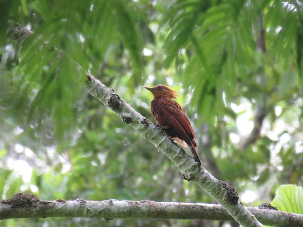 Chestnut-colored Woodpecker by Seth Inman - La Paz Group