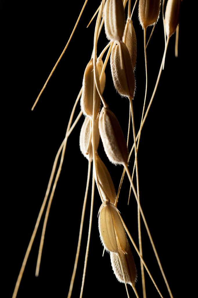 Rice Rediscovered | Organikos