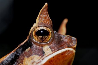 merlin_133781849_b092c181-756c-4403-86c3-e12c635e5e4d-jumbo