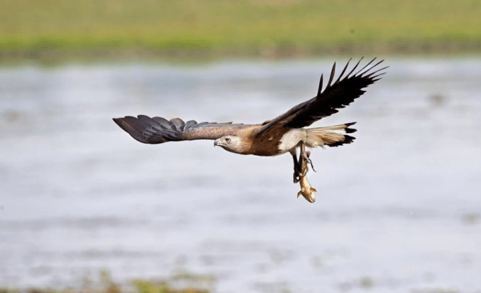  Grey-headed Fish-Eagle by Gururaj Moorching - La Paz Group