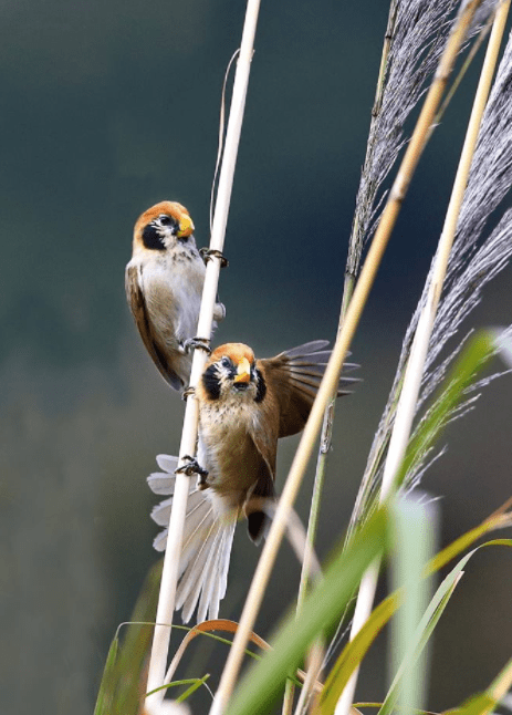 Spot-breasted Parrotbill by Gururaj Moorching - La Paz Group