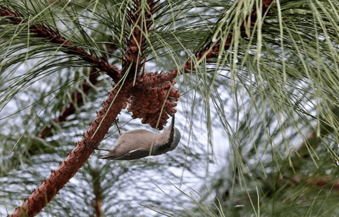 Yunnan Nuthatch by Gururaj Moorching - La Paz Group