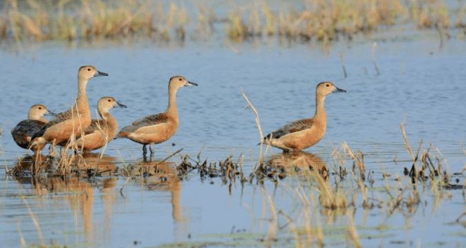 Lesser Whistling-Duck Flock by Puneet Dhar - La Paz Group