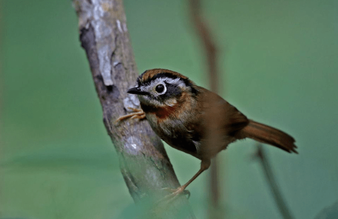 Rufous-throated Fulvetta by Gururaj Moorching - La Paz Group