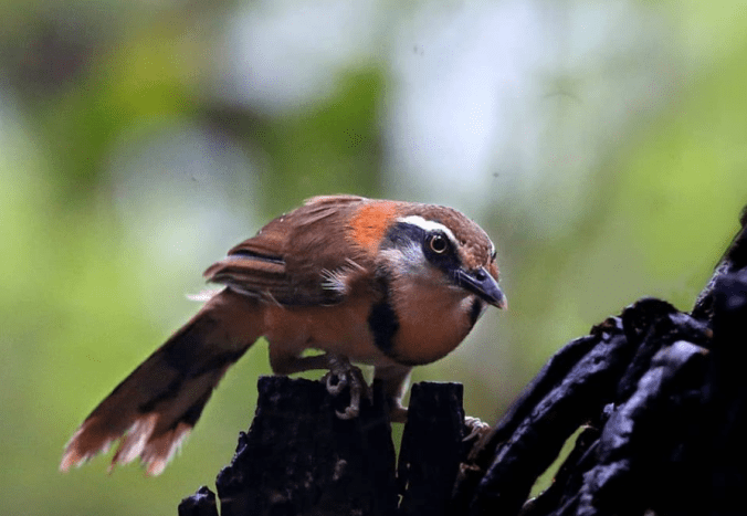 Lesser Necklaced Laughingthrush by Gururaj Moorching - La Paz Group