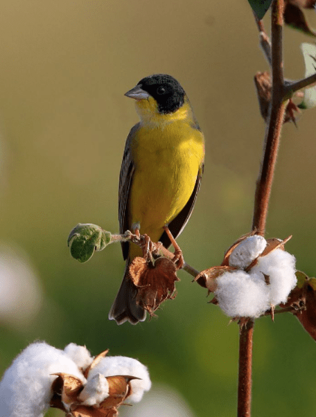 Black-headed Bunting by Gururaj Moorching - La Paz Group