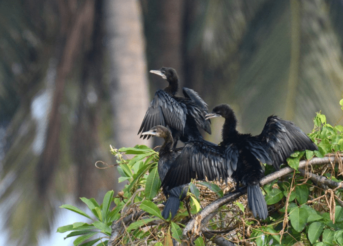 Little Cormorants by Puneet Dhar - La Paz Group