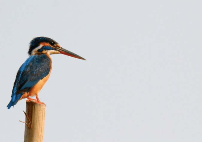 Common Kingfisher by Puneet Dhar - La Paz Group