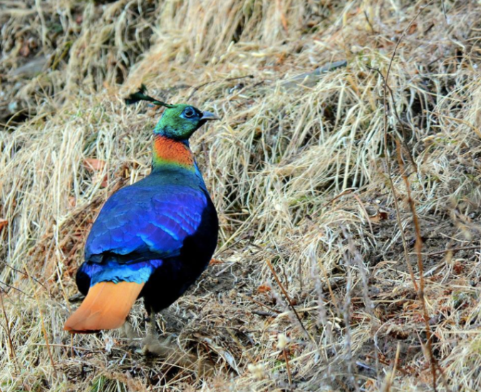 Himalayan Monal by Puneet Dhar - La Paz Group