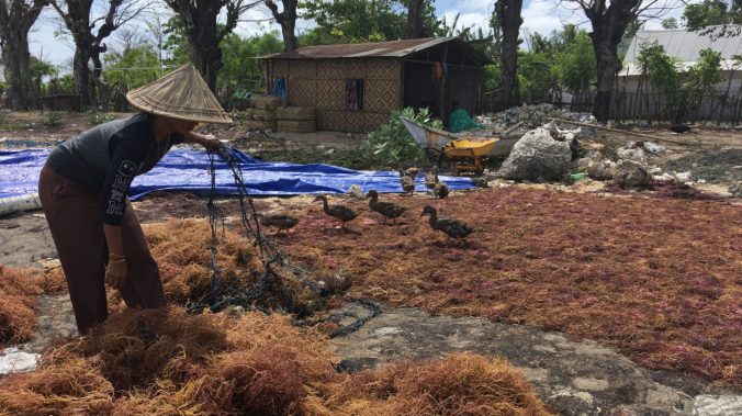 Seaweed-harvesting-Takalar-4-e1518046448442-1260x708