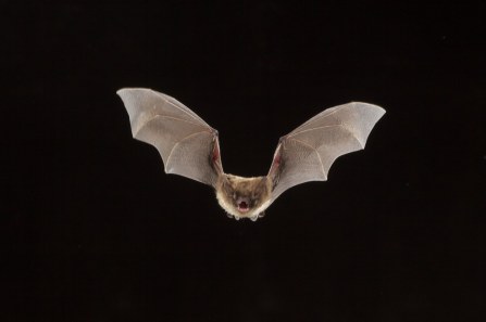 Sullivan-A-Fatal-Disease-Ravaging-Americas-Bats