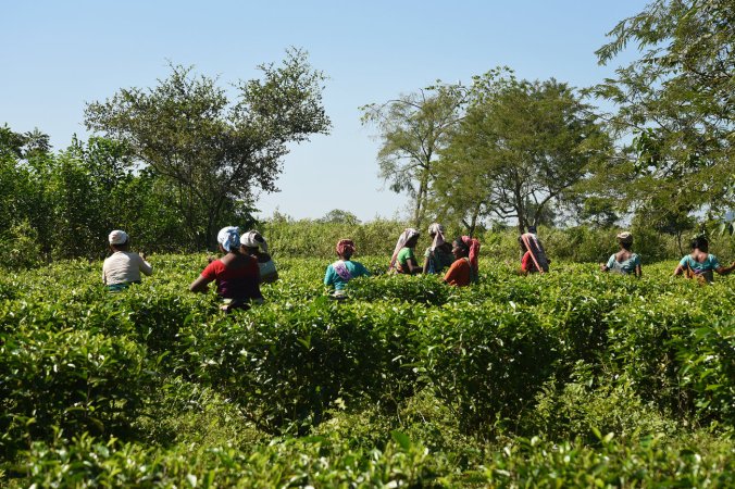 tea-dsc_4084_custom-81c744af0031bf81425ef659cb52385d07717424-s1300-c85