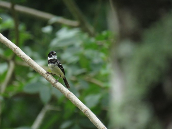 White-collared Seedeater - La Paz Group