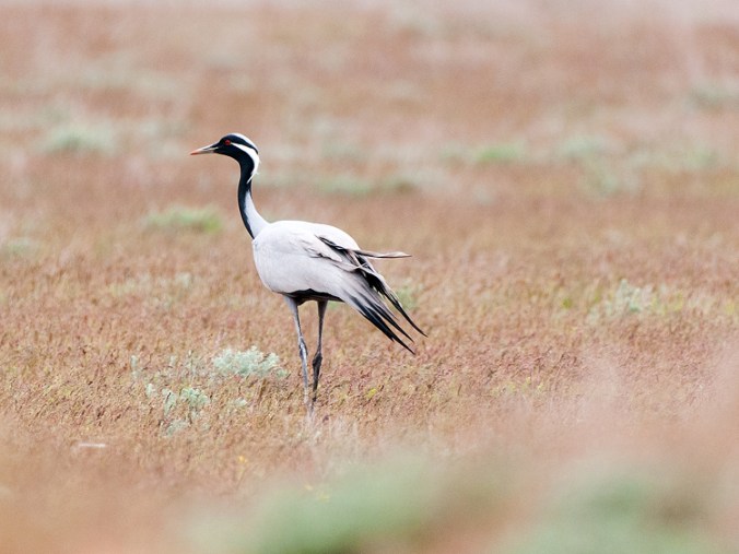 Demoiselle Crane by Leander Khil - La Paz Group