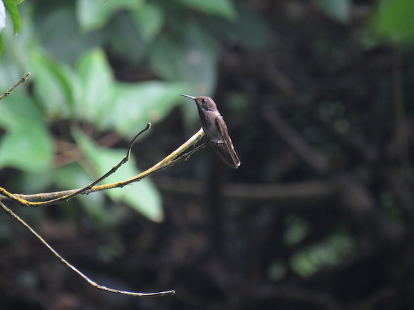 Brown Violetear by Seth Inman - La Paz Group