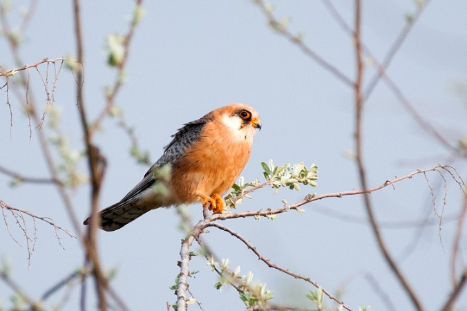 Red-footed Falcon by Leander Khil