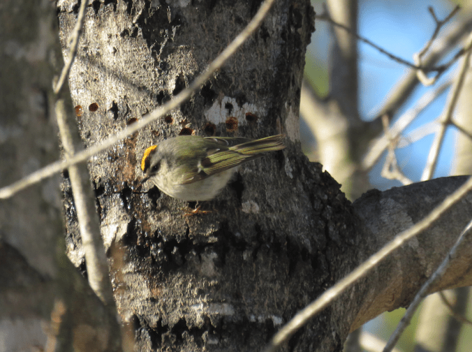 Golden-crowned Kinglet by Seth Inman - La Paz Group