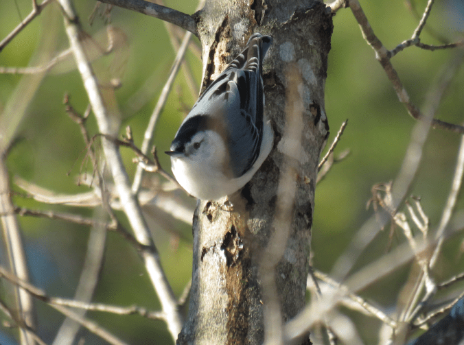 White-breasted Nuthatch by Seth Inman - La Paz Group