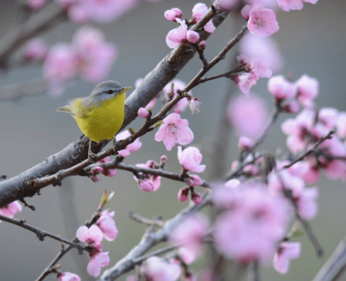 Grey-hooded Warbler by Puneet Dhar - La Paz Group