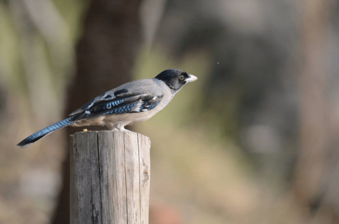 Black-headed Jay by Puneet Dhar - La Paz Group