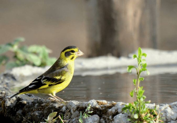Yellow-breasted Greenfinch by Puneet Dhar - La Paz Group