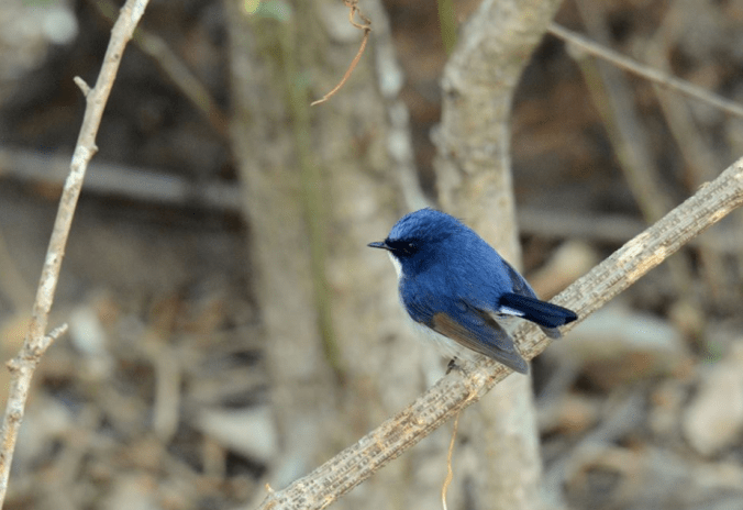 Slaty-blue Flycatcher by Puneet Dhar - La Paz Group