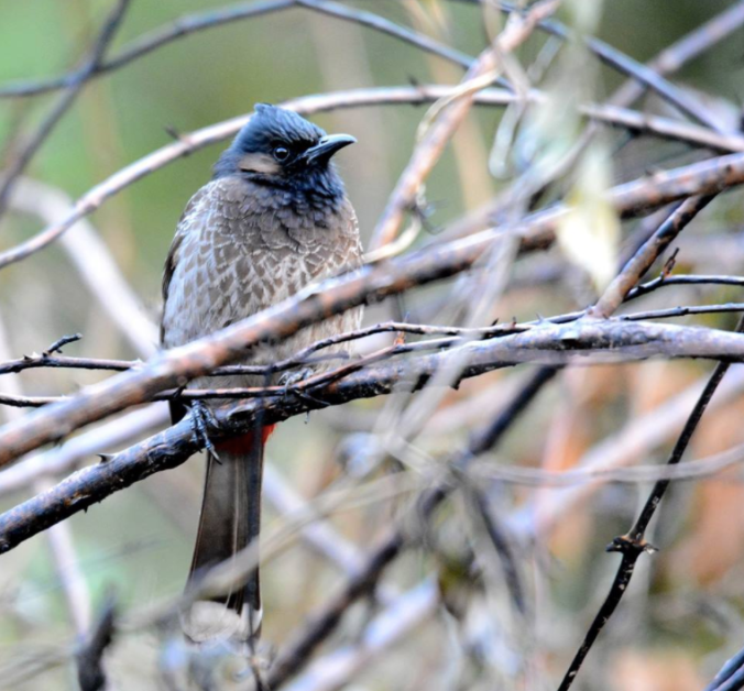 Red-vented Bulbul by Puneet Dhar - La Paz Group