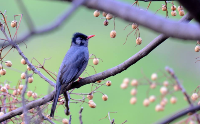 Black Bulbul by Puneet Dhar - La Paz Group