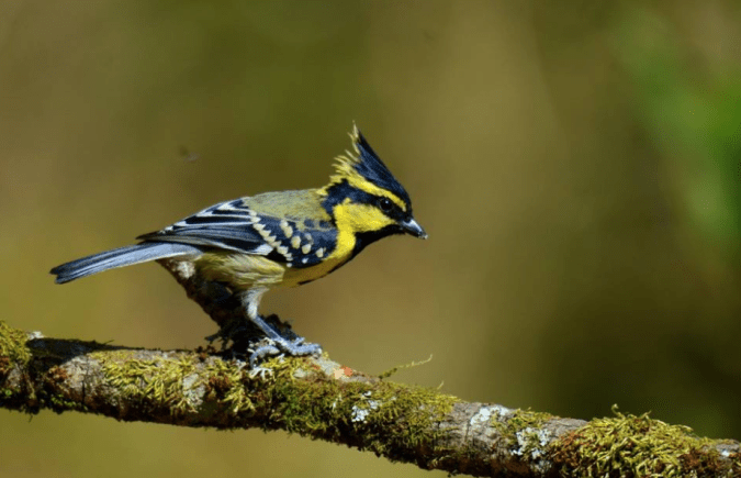 Himalayan Black-lored Tit by Puneet Dhar - La Paz Group