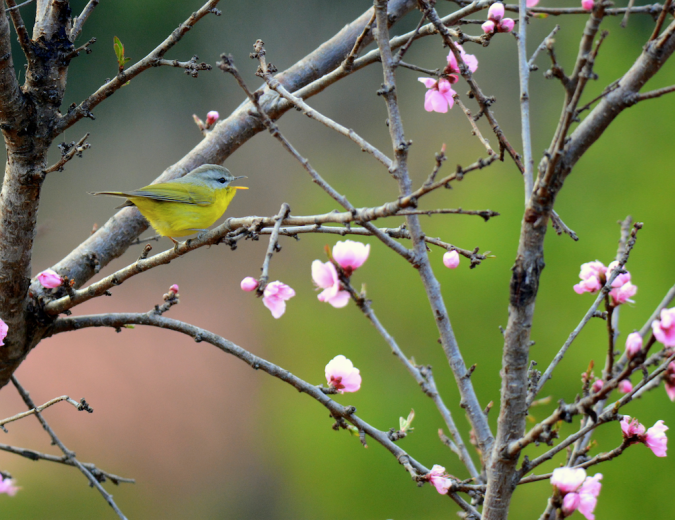 Grey-headed Warbler by Puneet Dhar - La Paz Group