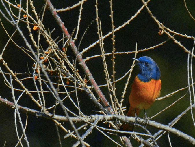 Blue-fronted Redstart by Puneet Dhar - La Paz Group