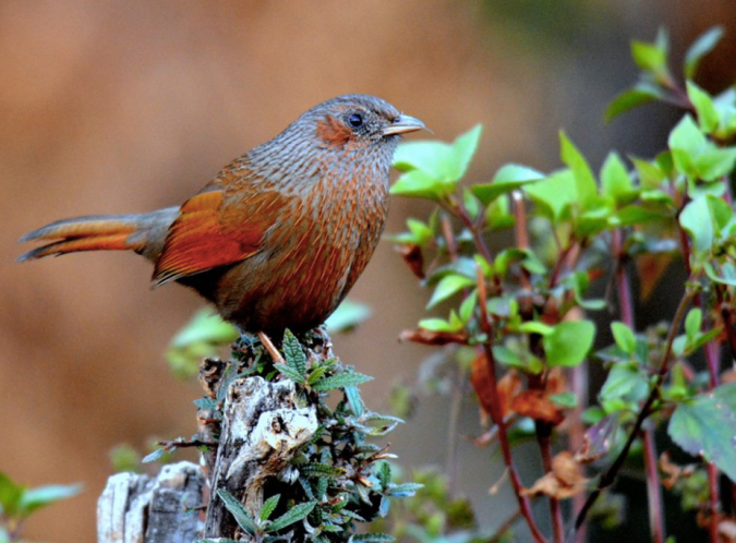 Streaked Laughingthrush by Puneet Dhar - La Paz Group