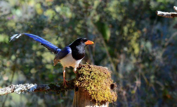 Red-billed Blue Magpie by Puneet Dhar - La Paz Group