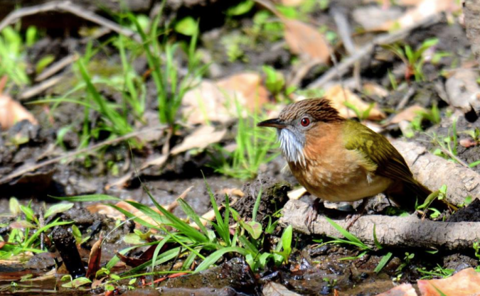 Mountain Bulbul by Puneet Dhar - La Paz Group