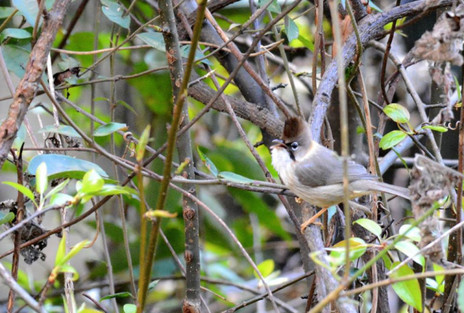 Whiskered Yuhina by Puneet Dhar - La Paz Group