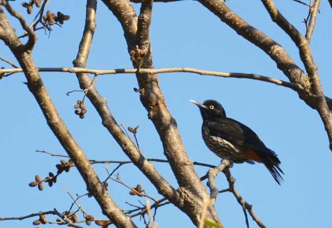 Maroon Oriole by Puneet Dhar - La Paz Group