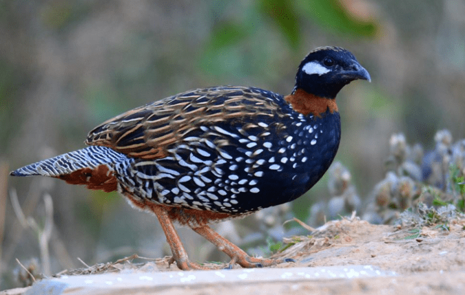 Black Francolin by Puneet Dhar - La Paz Group