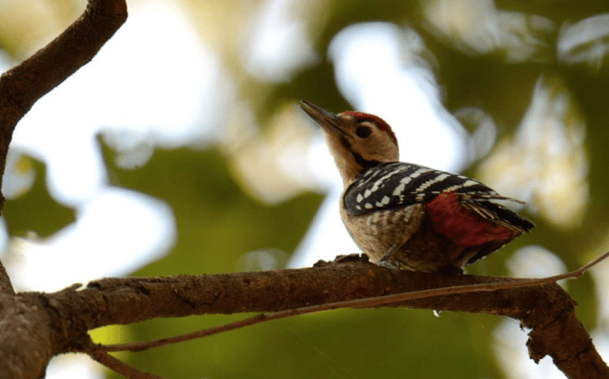 Himalayan Woodpecker by Puneet Dhar - La Paz Group