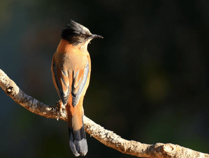 Rufous Sibia by Puneet Dhar - La Paz Group