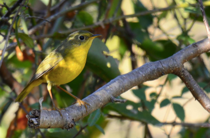 Golden Bush-Robin by Puneet Dhar - La Paz Group