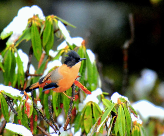 Rufous Sibia by Puneet Dhar - La Paz Group