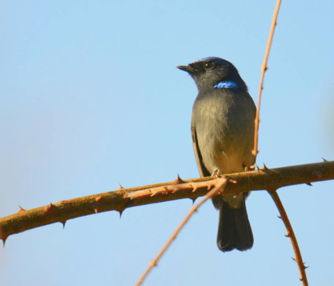 Small Niltava by Puneet Dhar - La Paz Group