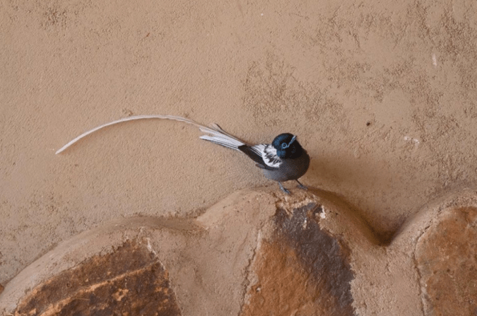 African Paradise Flycatcher by Shailee Shah - La Paz Group