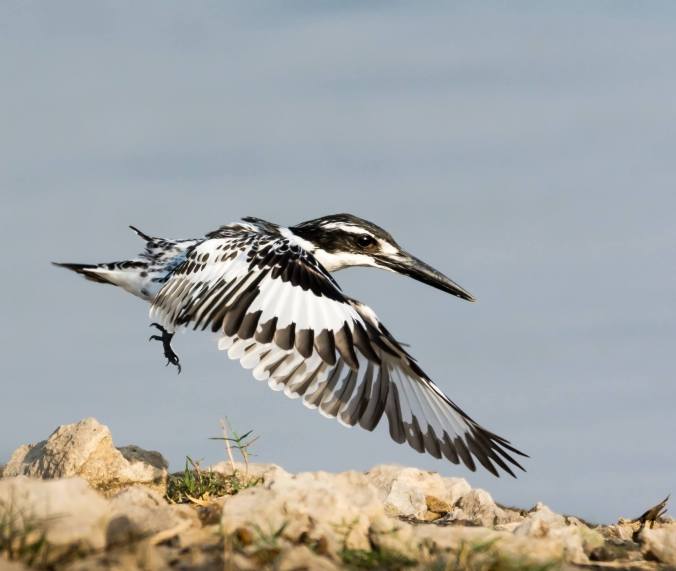 Pied Kingfisher by Ramesh Desai - La Paz Group