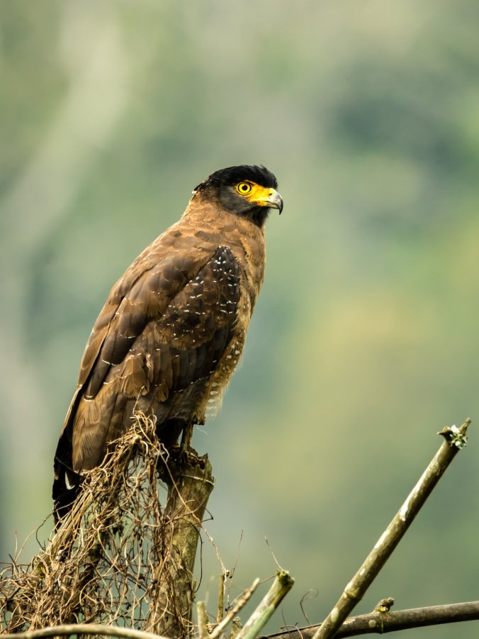 Crested Serpent Eagle by Ramesh Desai - La Paz Group
