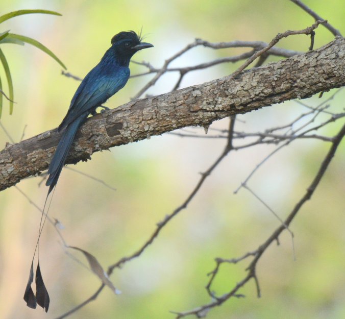 Lesser Racket-tailed Drongo by Puneet Dhar - La Paz Group