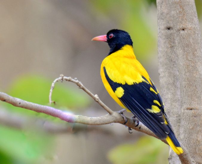 Black-hooded Oriole by Puneet Dhar - La Paz Group