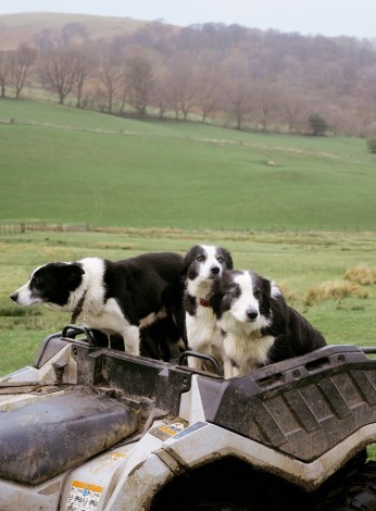 Knight-Herdwick-Shepheard-2
